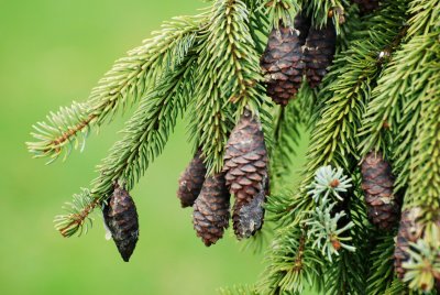 Picea omorika 'Pendula' - smrk omorika - šiška